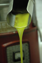 olio oliva